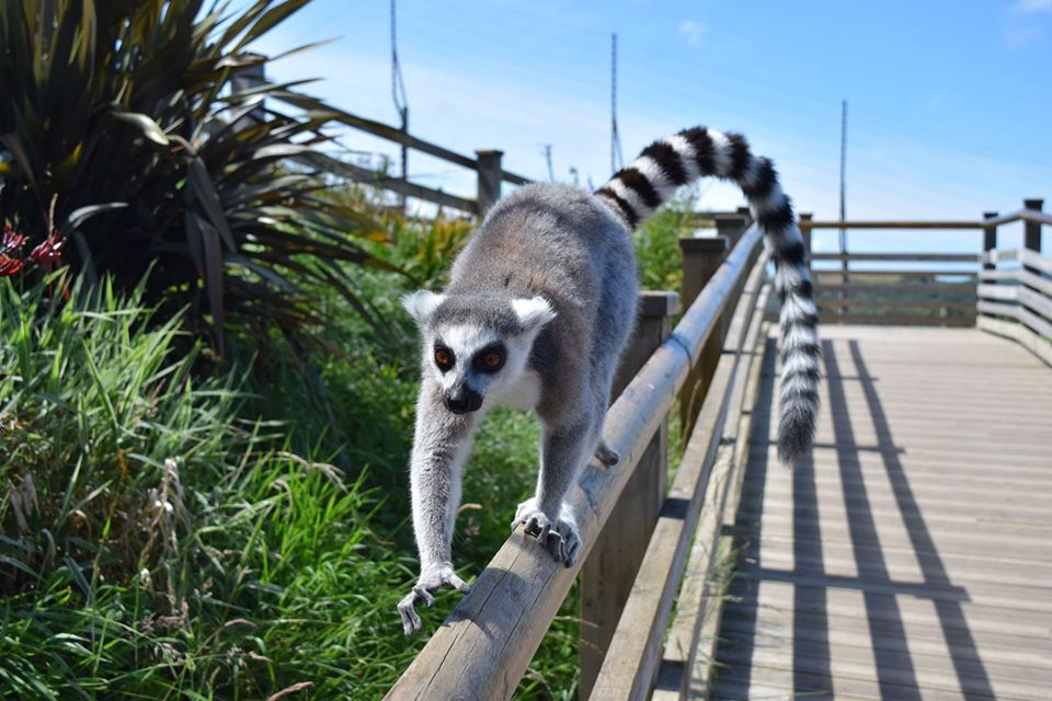 Welsh Mountain Zoo still unable to open despite good news for English