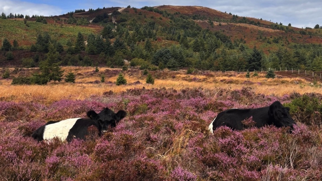 Latest North Wales breaking news, sport, what's on and business news